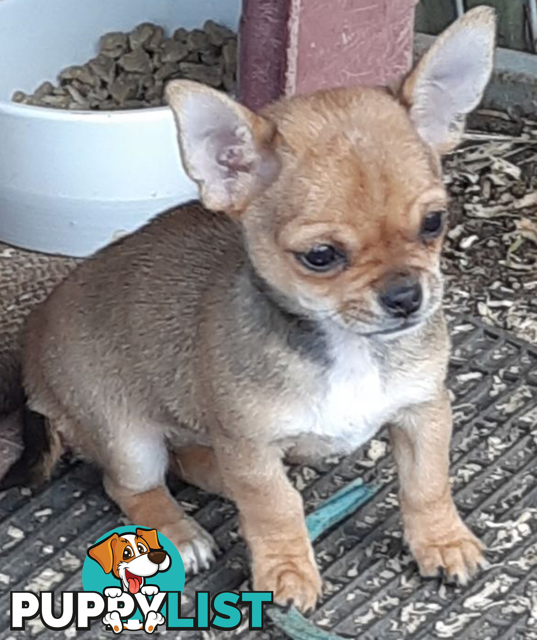 Purebred Chihuahuas