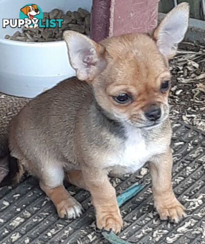 Purebred Chihuahuas