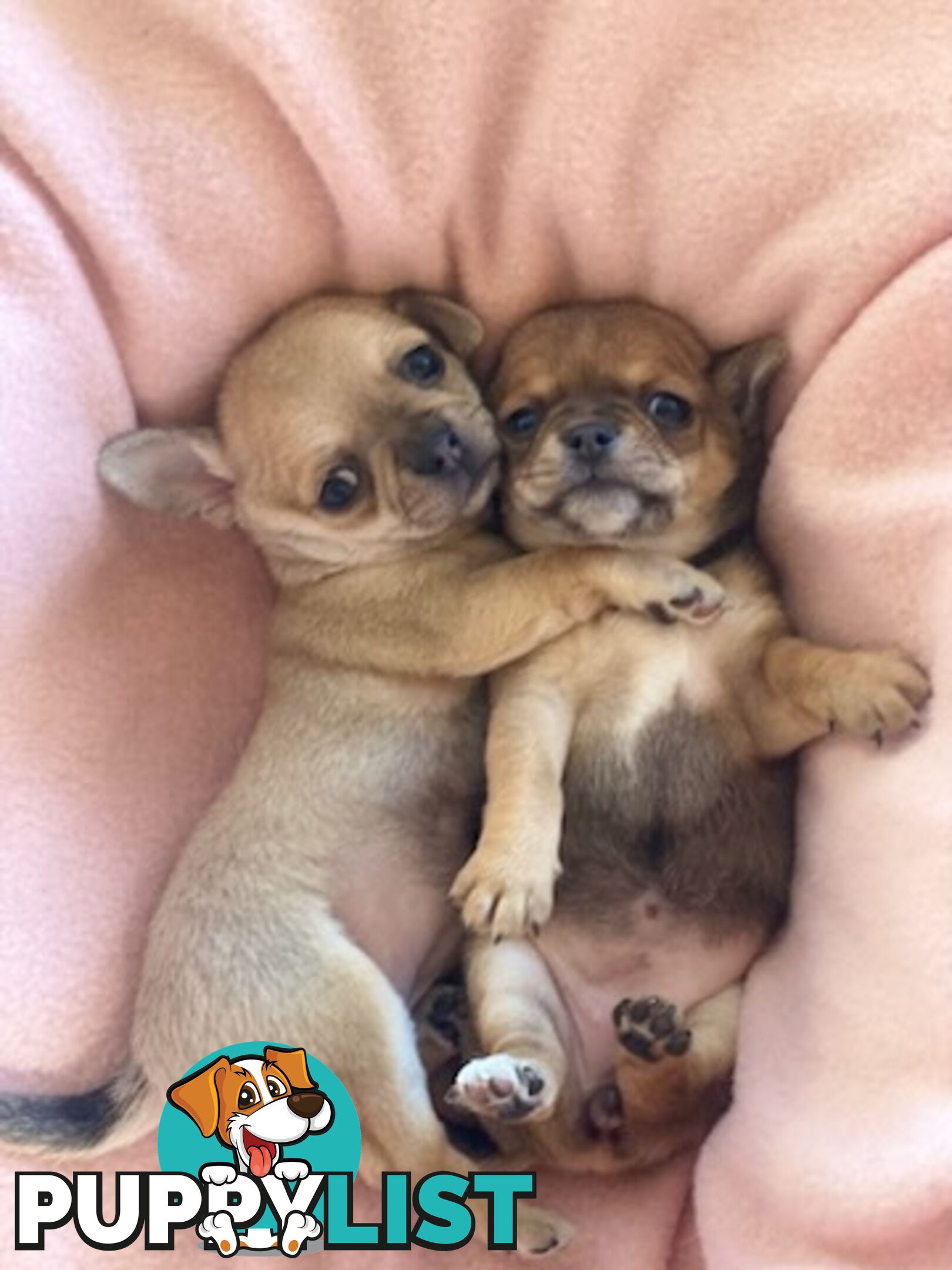 Purebred Chihuahuas