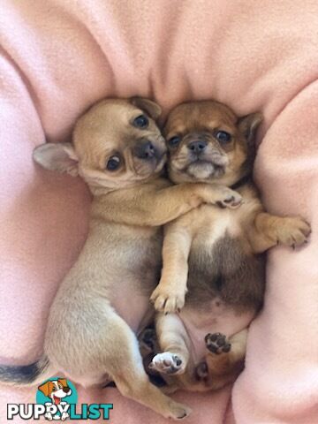 Purebred Chihuahuas