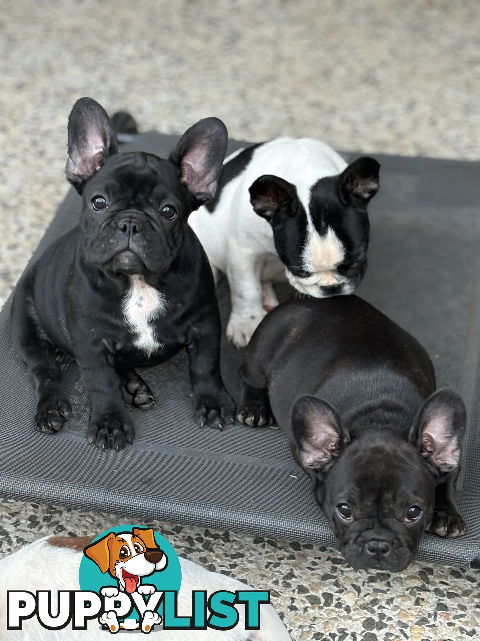 Beautiful  French Bulldog Puppies