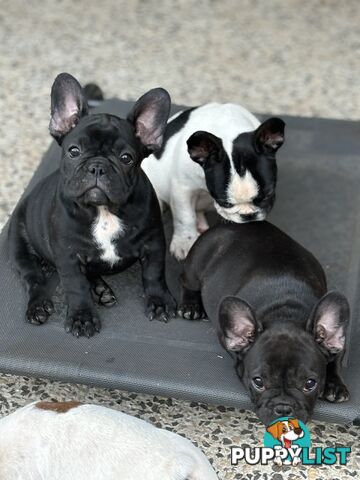 Beautiful  French Bulldog Puppies