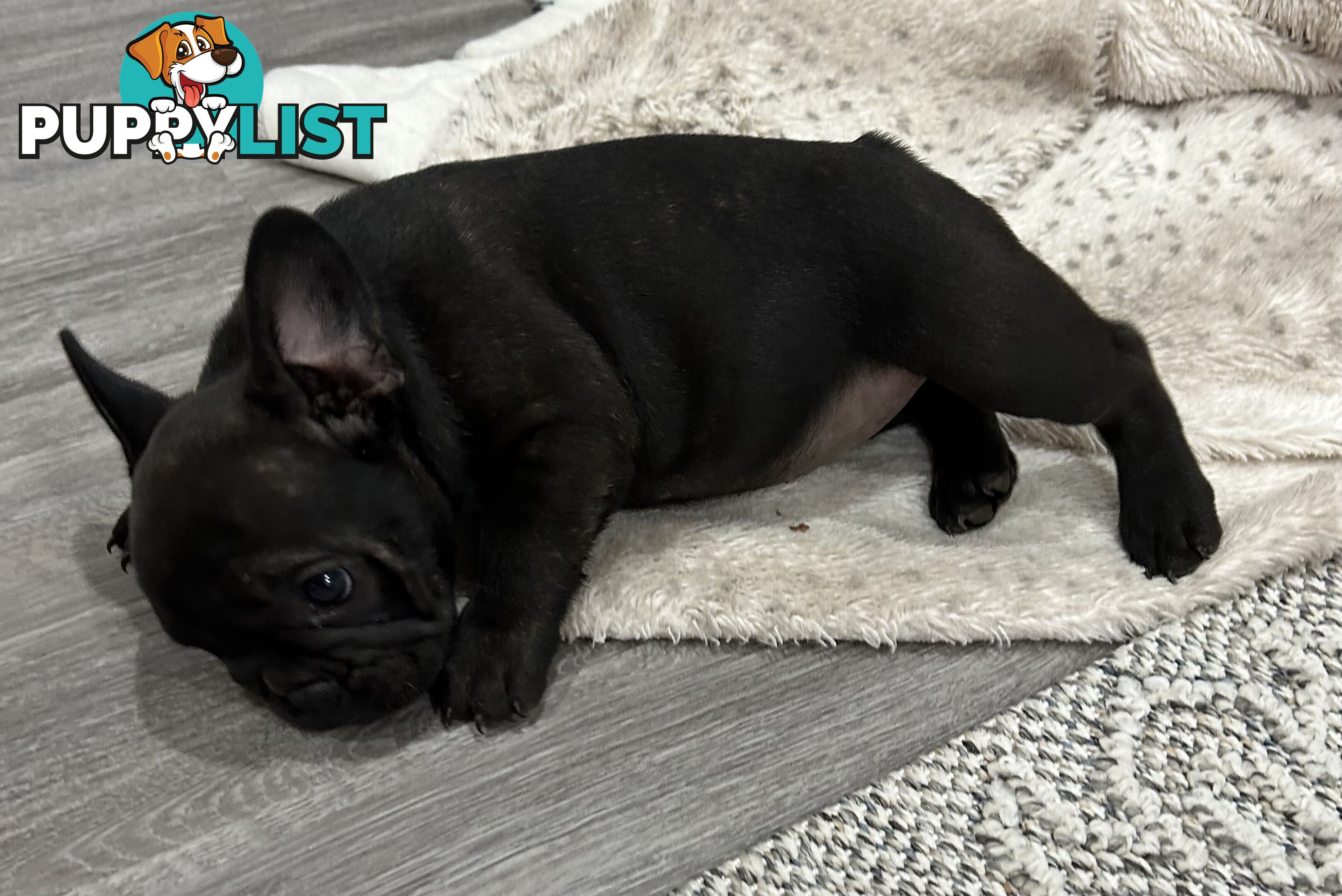 Beautiful  French Bulldog Puppies