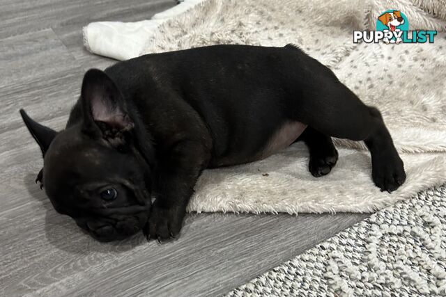 Beautiful  French Bulldog Puppies