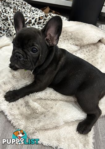 Beautiful  French Bulldog Puppies