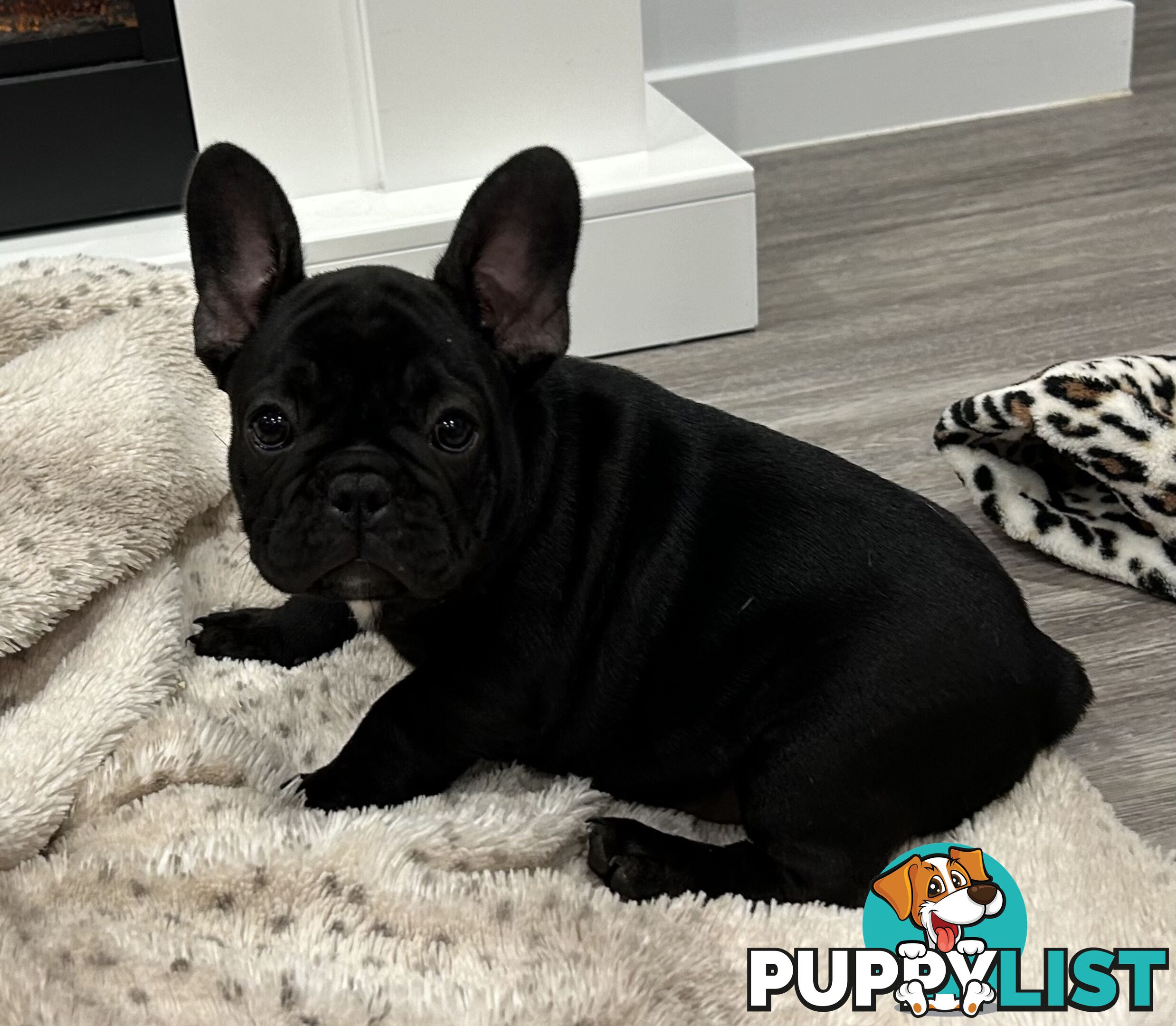 Beautiful  French Bulldog Puppies