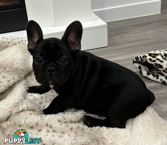 Beautiful  French Bulldog Puppies