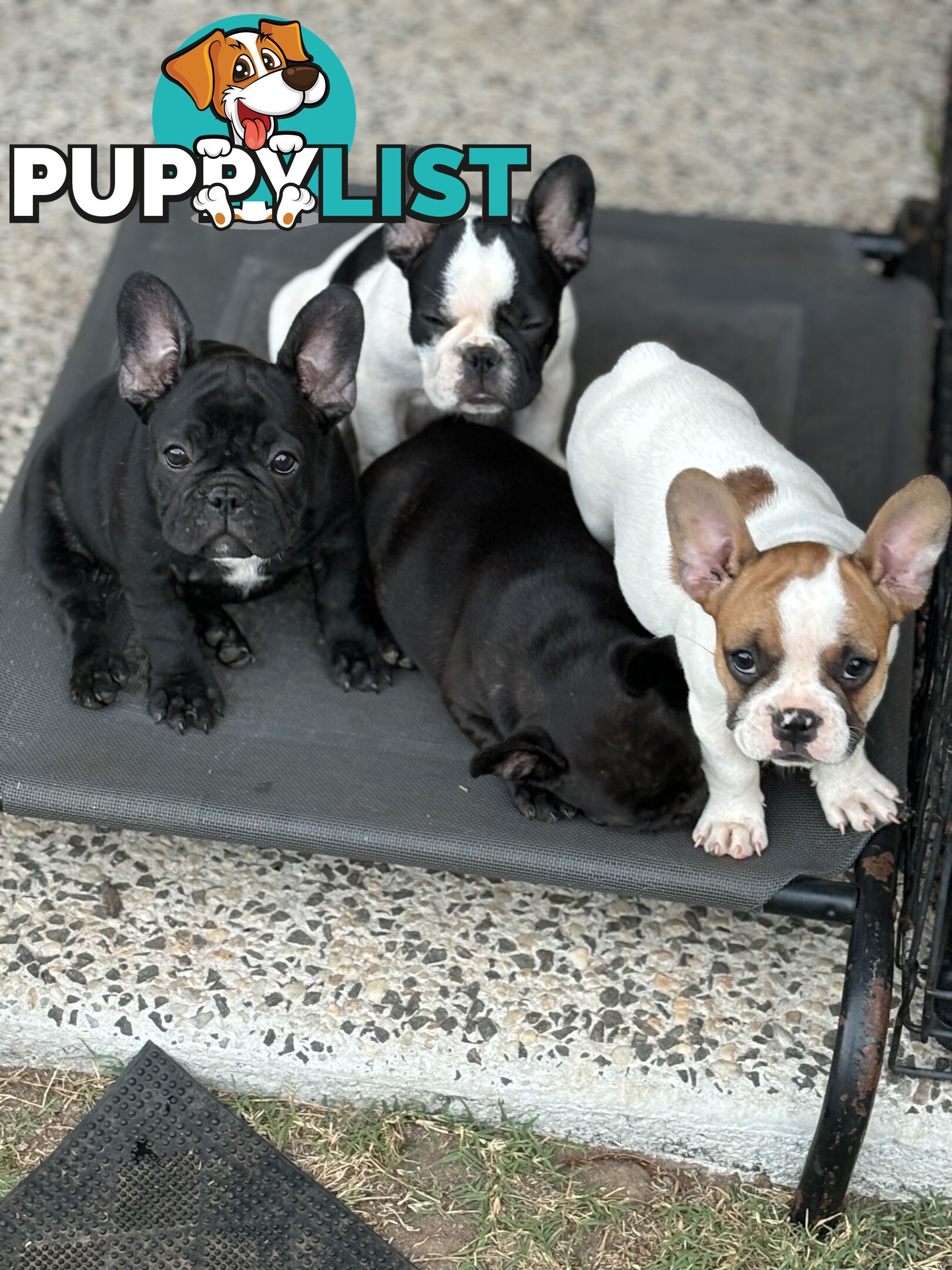 Beautiful  French Bulldog Puppies