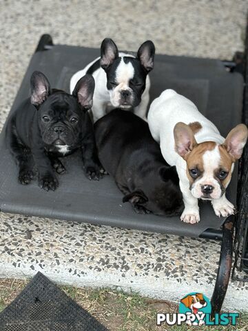 Beautiful  French Bulldog Puppies