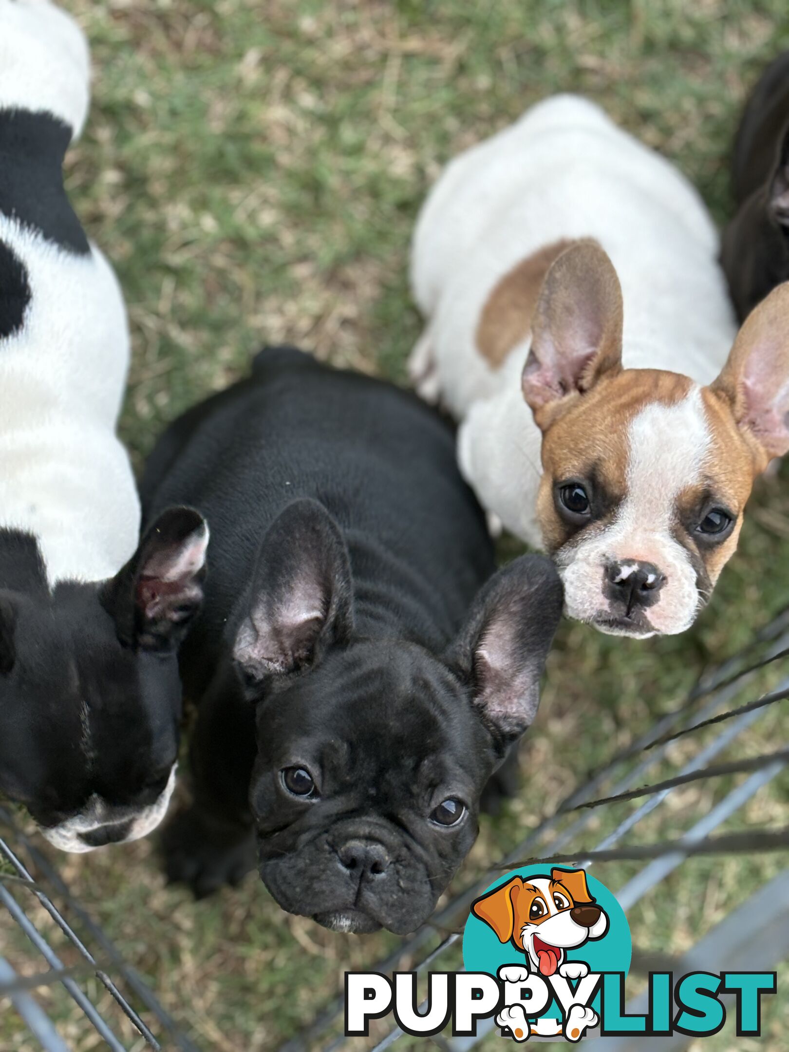 Beautiful  French Bulldog Puppies