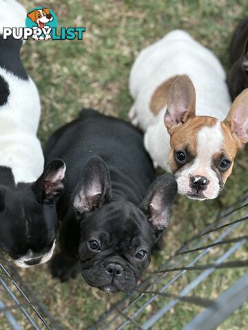 Beautiful  French Bulldog Puppies