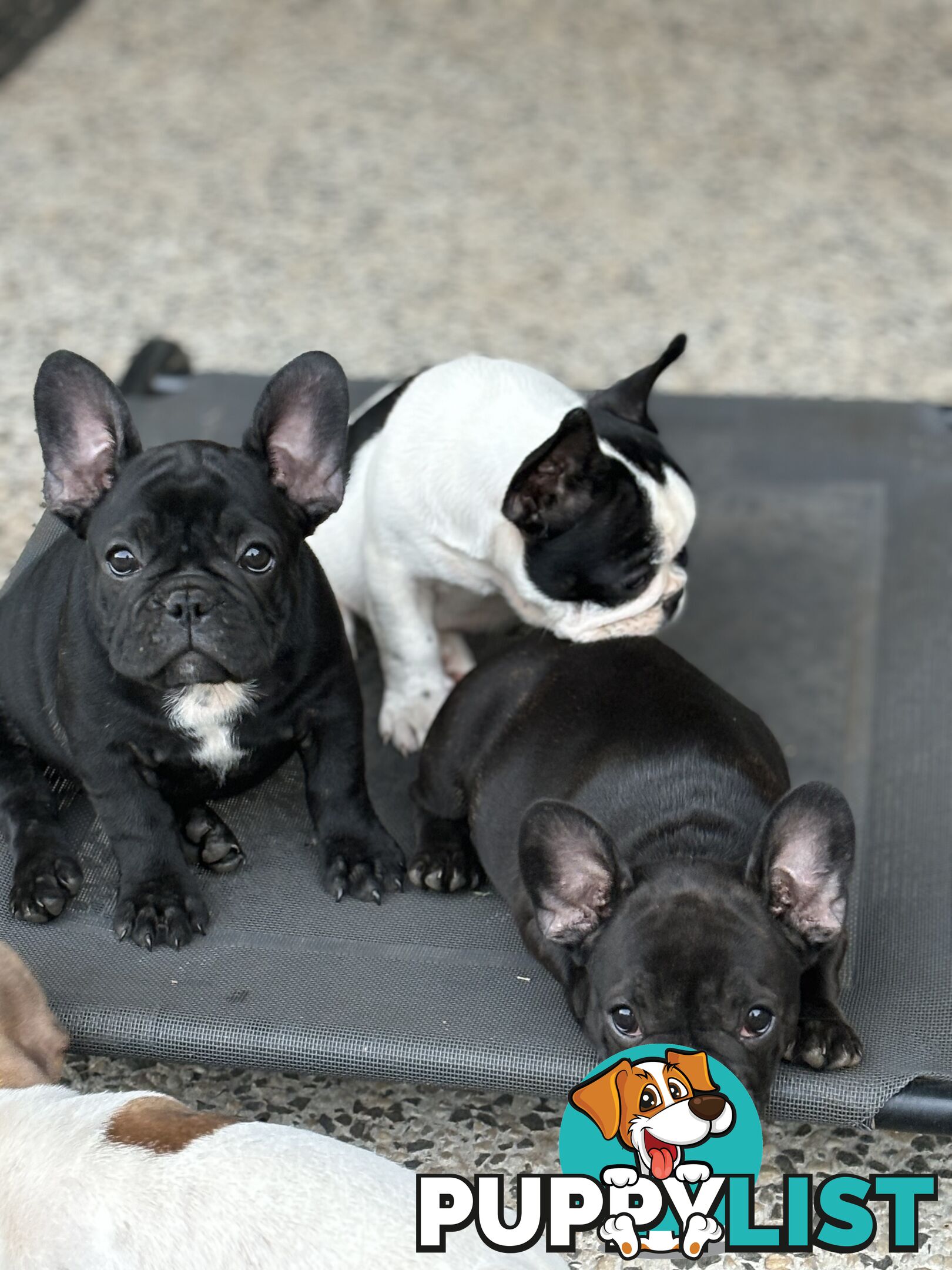 Beautiful  French Bulldog Puppies