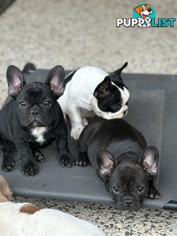 Beautiful  French Bulldog Puppies