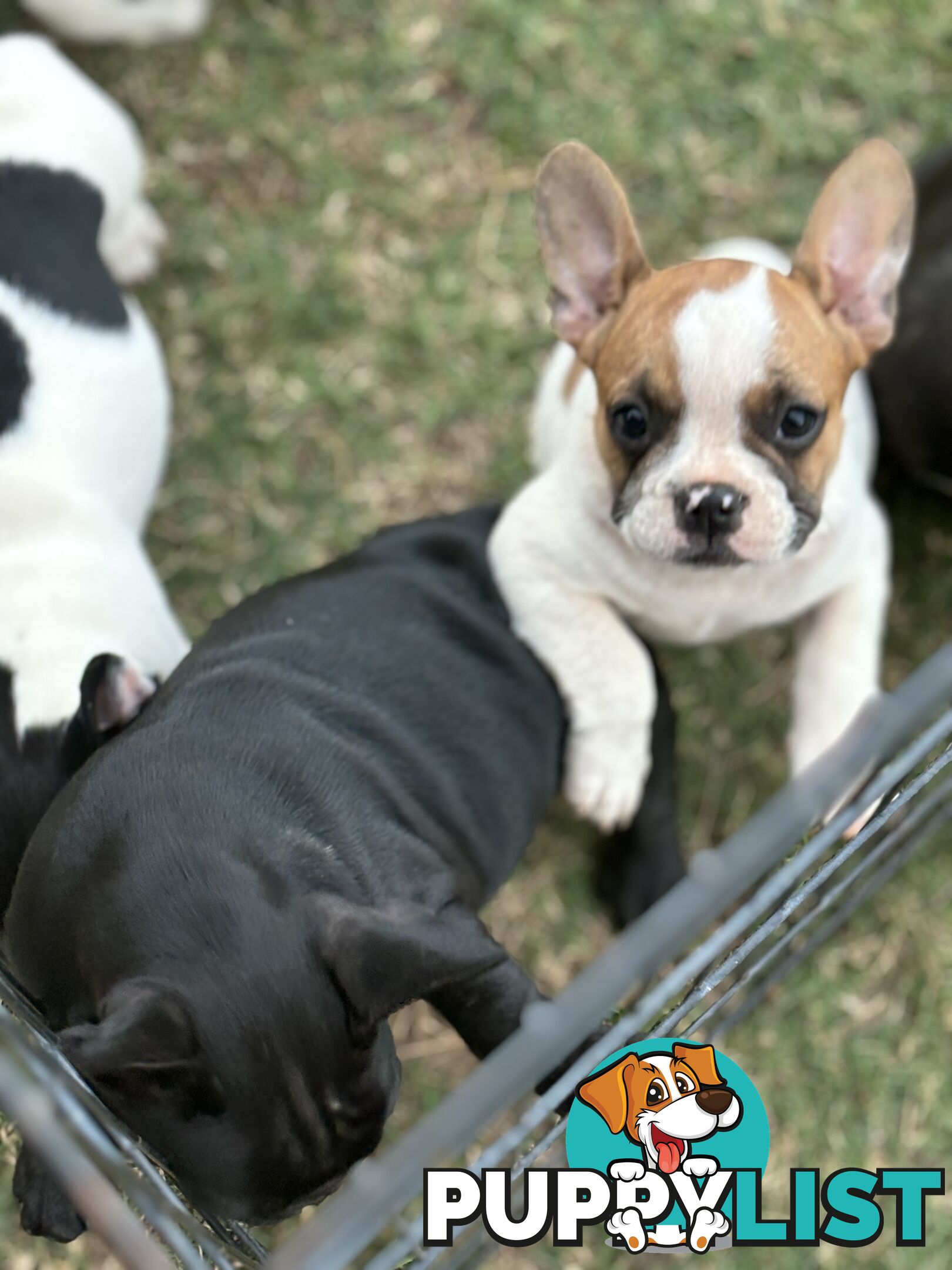 Beautiful  French Bulldog Puppies