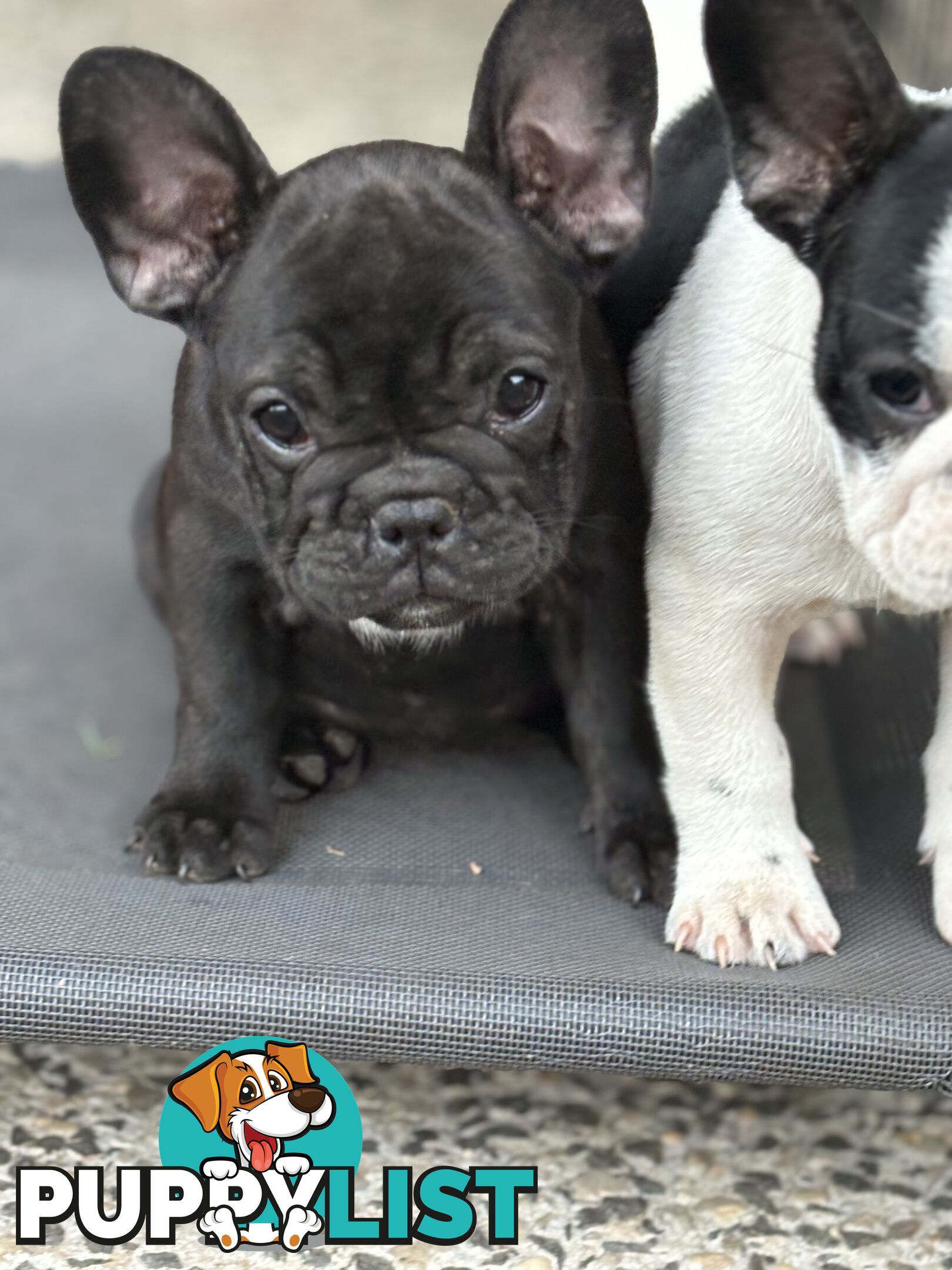 Beautiful  French Bulldog Puppies