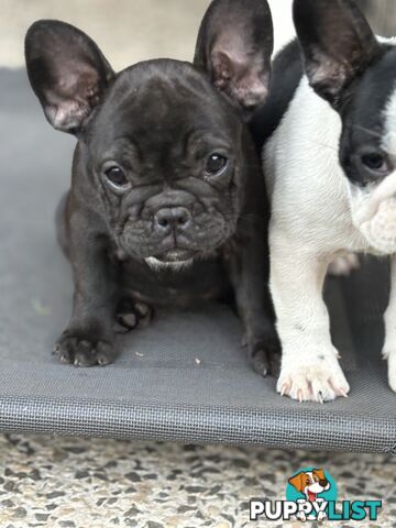 Beautiful  French Bulldog Puppies