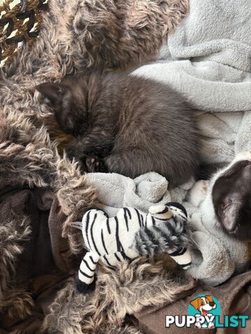 Adorable 7 week old kittens looking for their new forever home