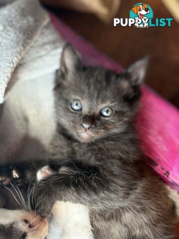 Adorable 7 week old kittens looking for their new forever home