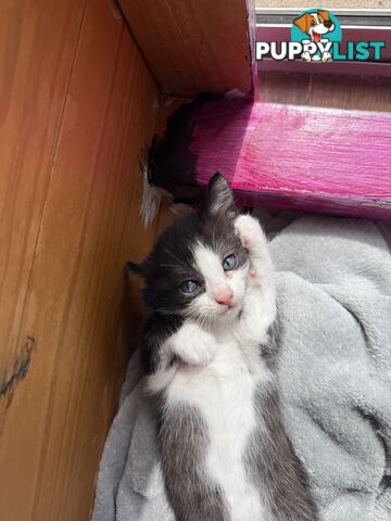 Adorable 7 week old kittens looking for their new forever home