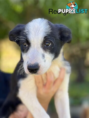 Border collie puppies 1 girl left short haired