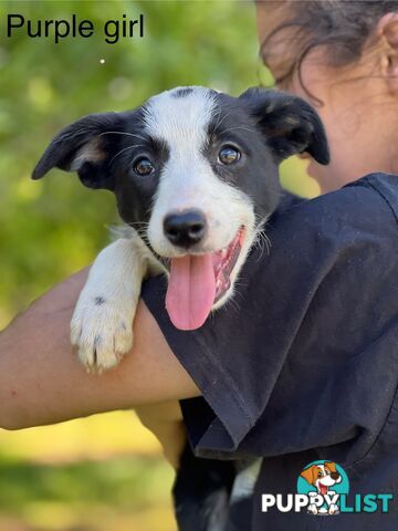 Border collie puppies 5 left