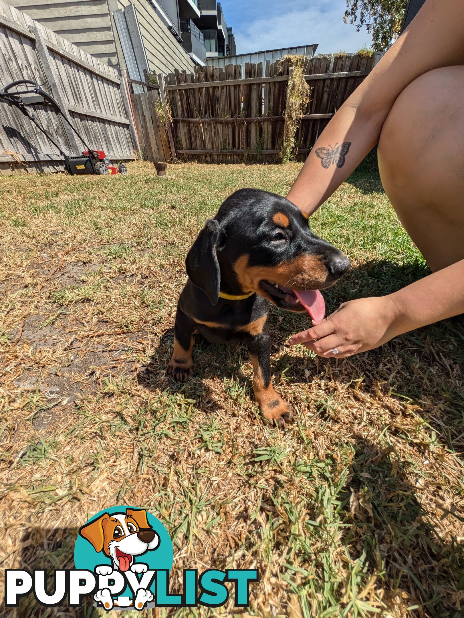 American Doberman Puppies