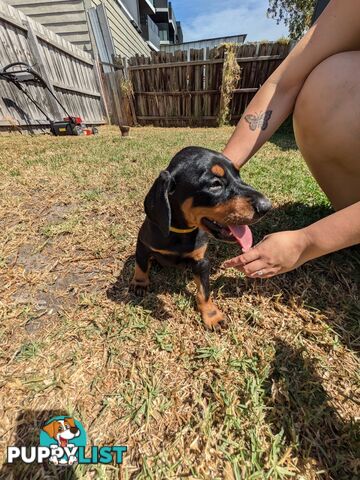 American Doberman Puppies