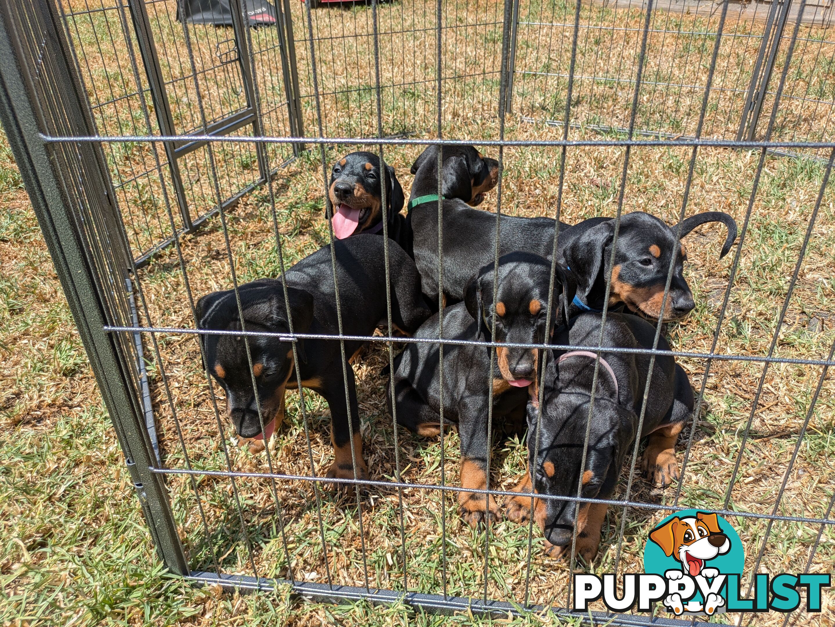 American Doberman Puppies