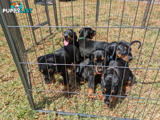 American Doberman Puppies