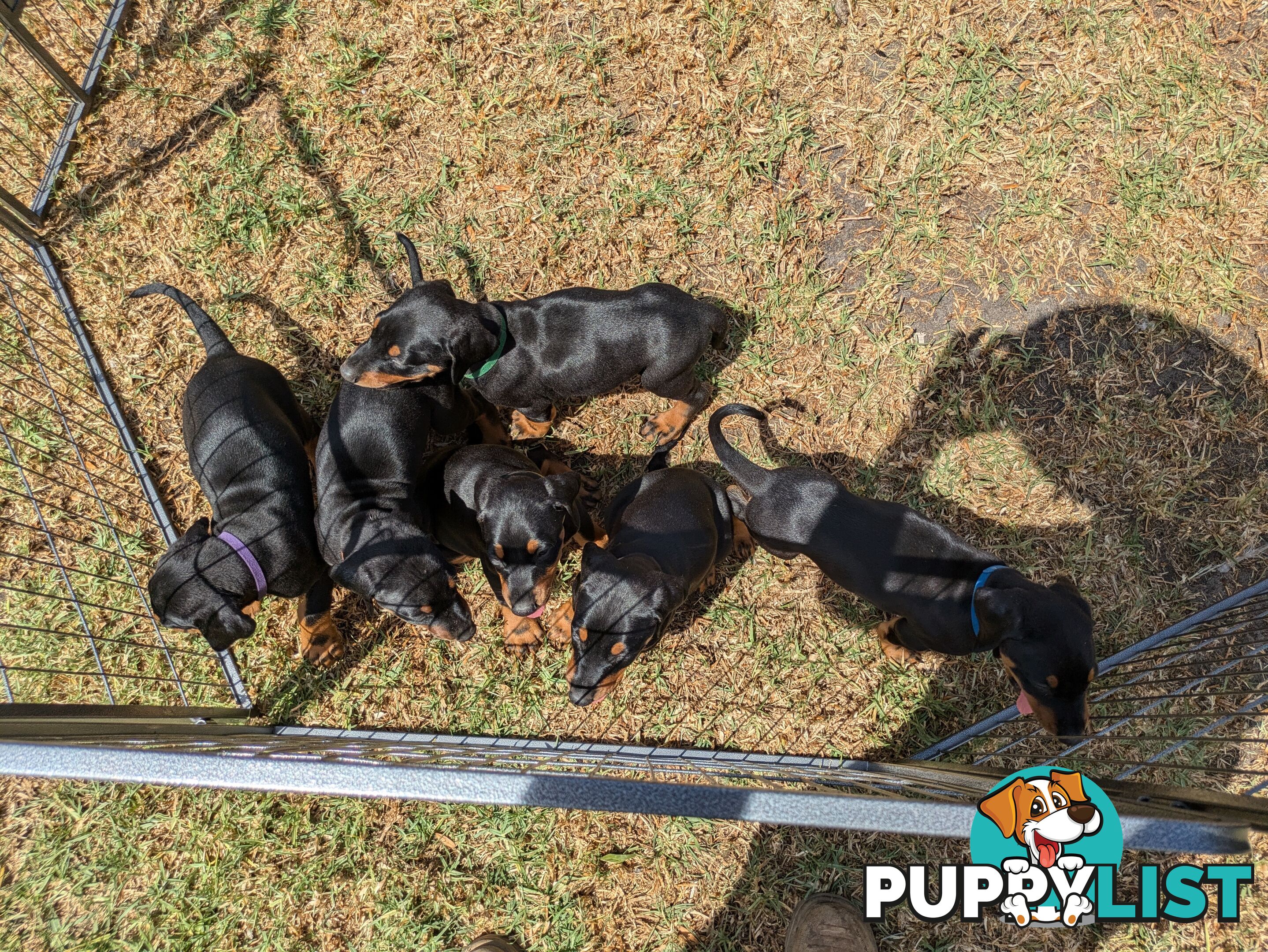 American Doberman Puppies