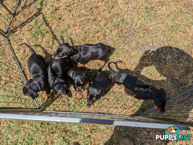 American Doberman Puppies