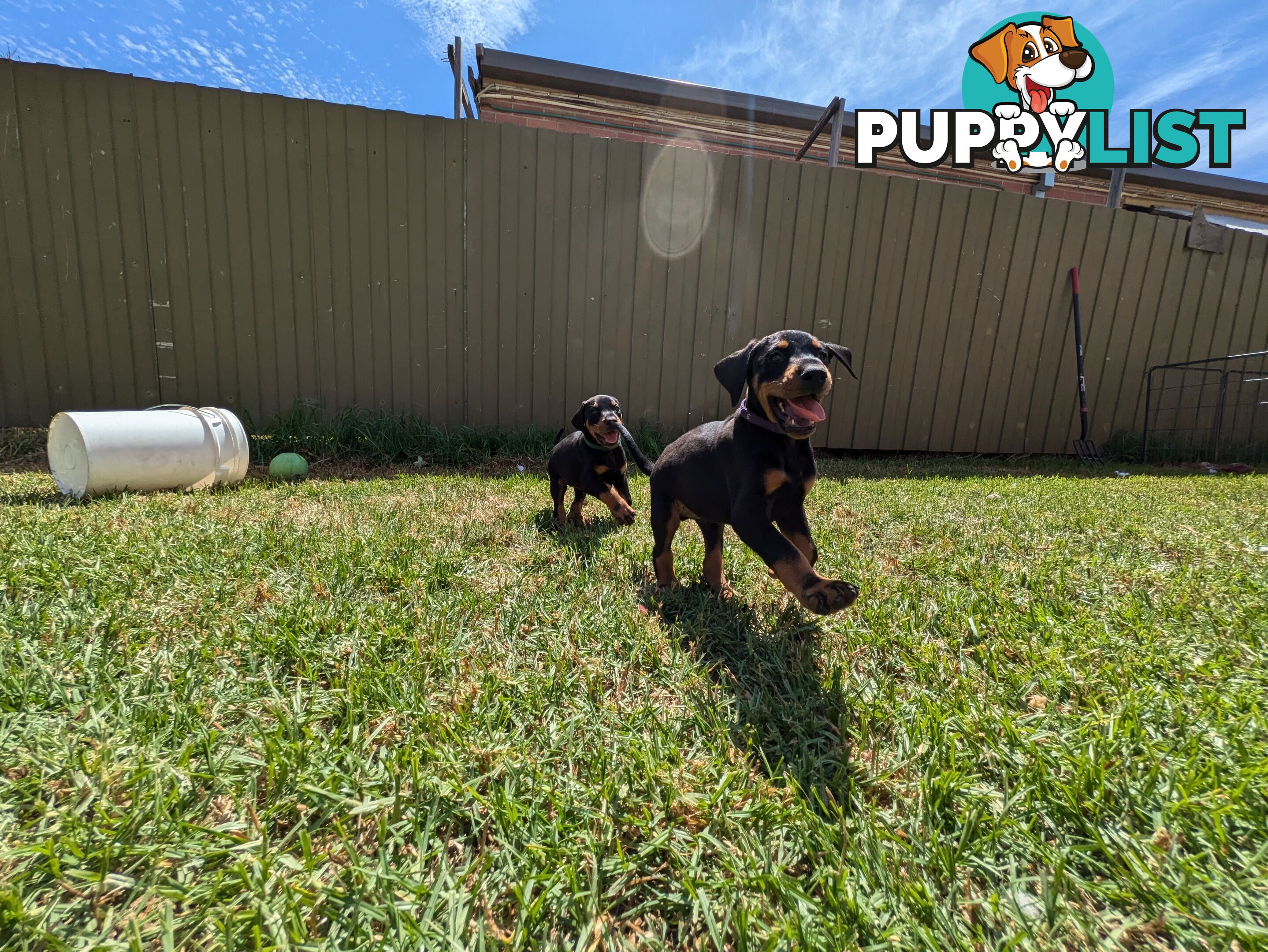 American Doberman Puppies