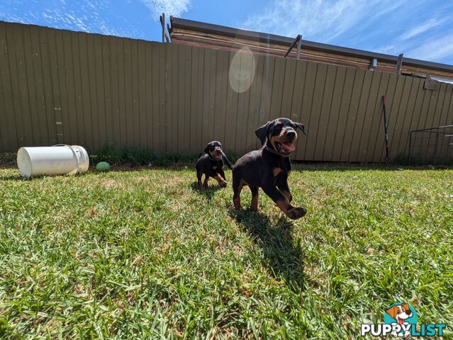 American Doberman Puppies