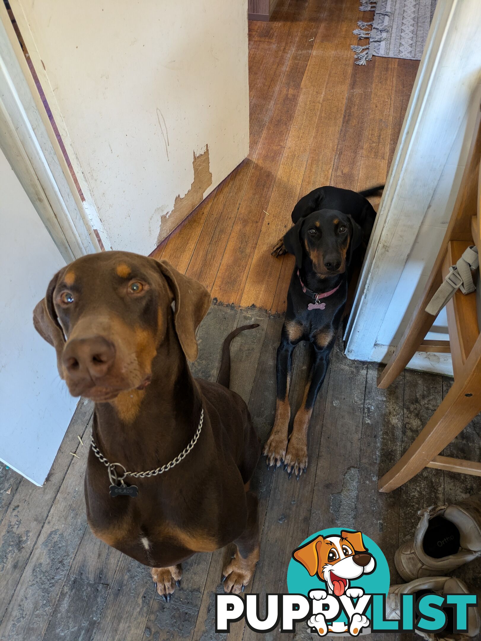 American Doberman Puppies