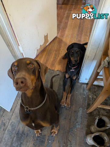 American Doberman Puppies