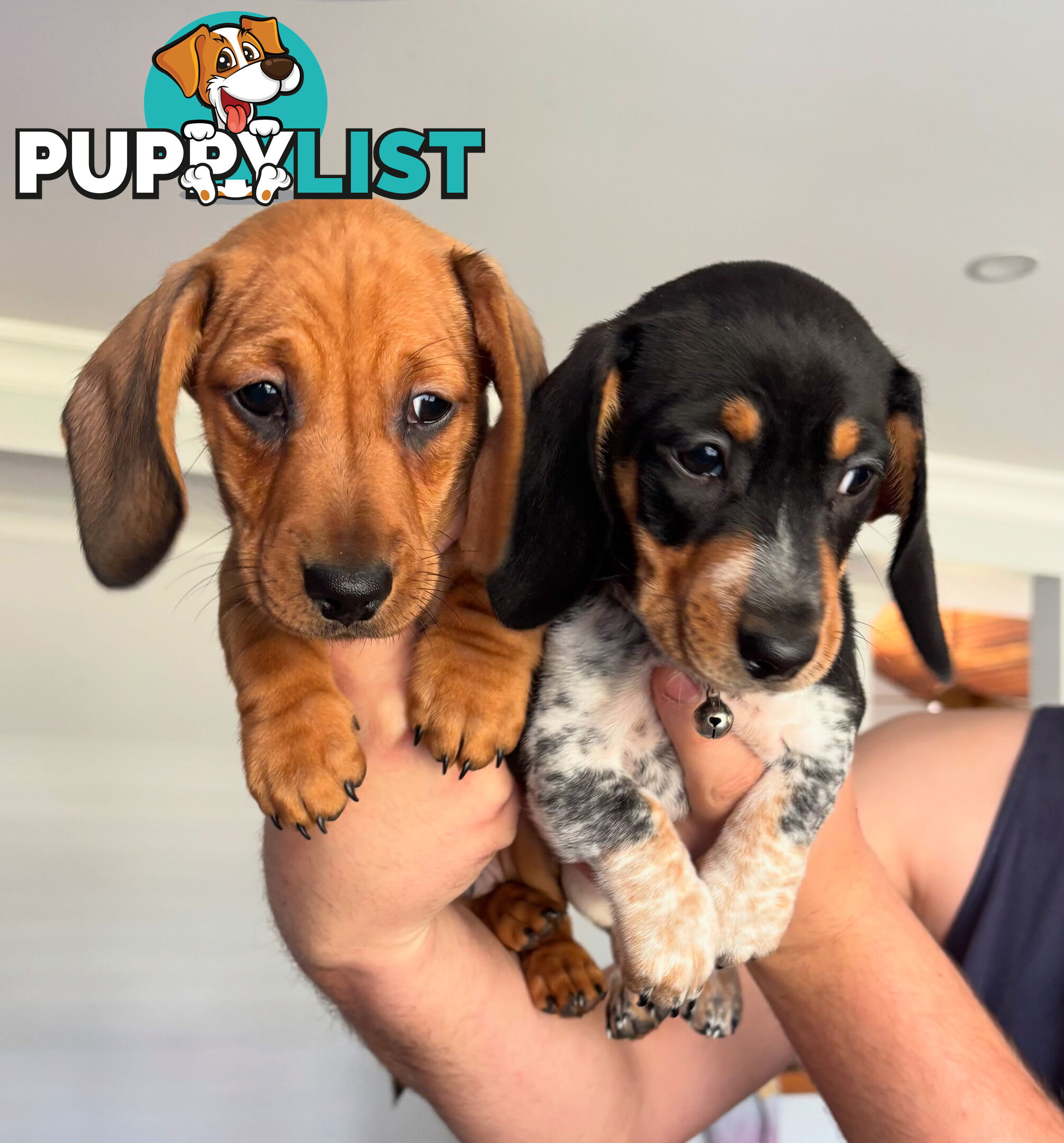 2 Adorable Male Mini Dachshunds For Sale