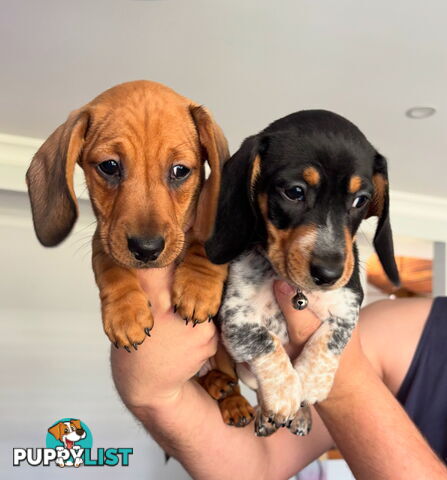 2 Adorable Male Mini Dachshunds For Sale