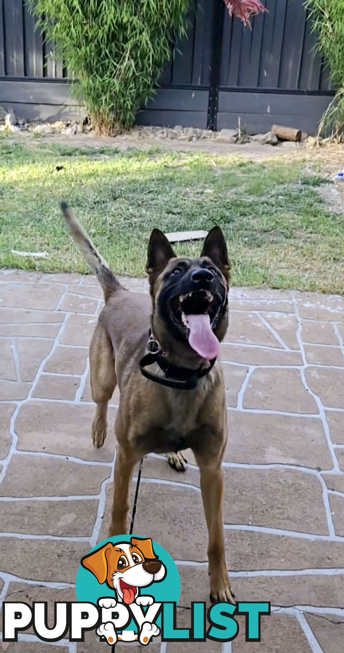 Belgian Malinois