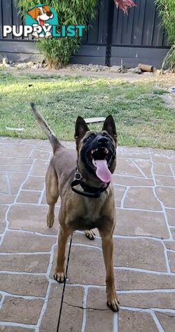 Belgian Malinois