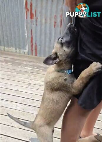 Belgian Malinois