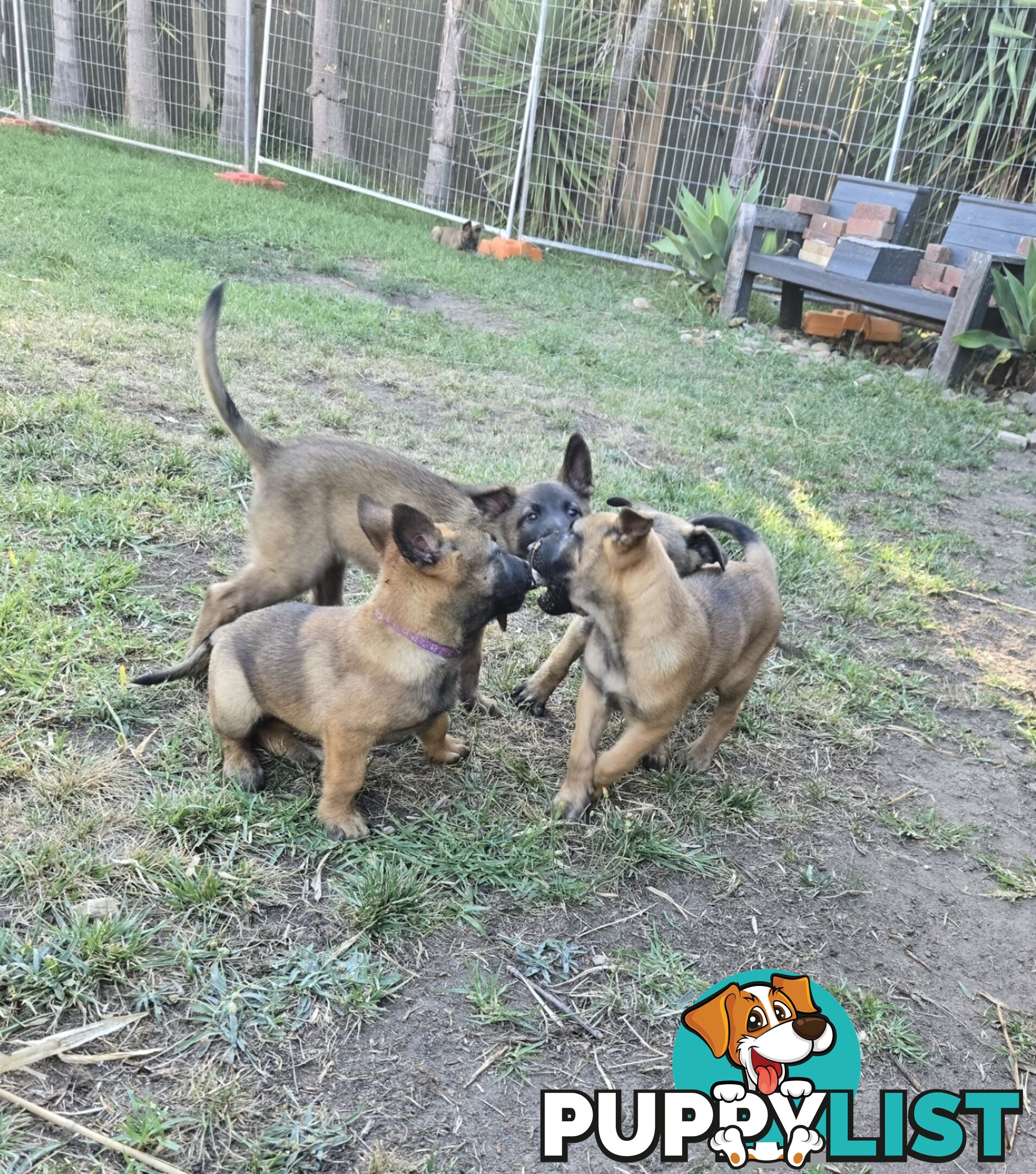 Belgian Malinois