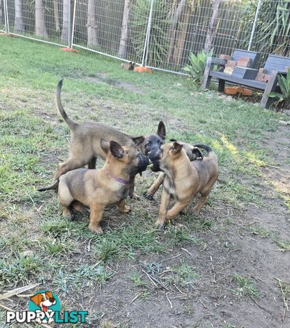 Belgian Malinois