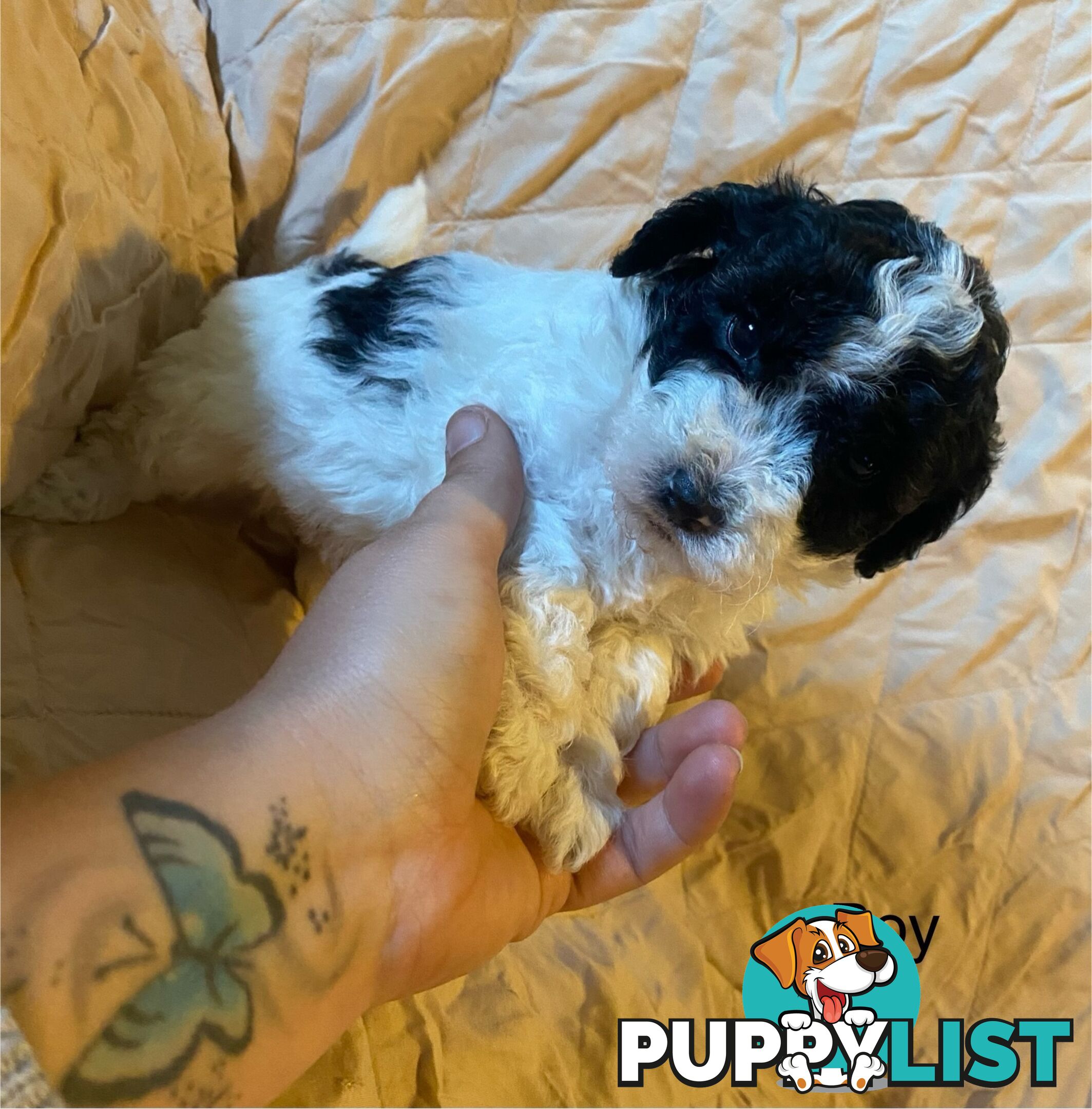 4 Maltese shih tzu x poodle