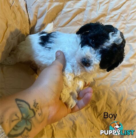 4 Maltese shih tzu x poodle