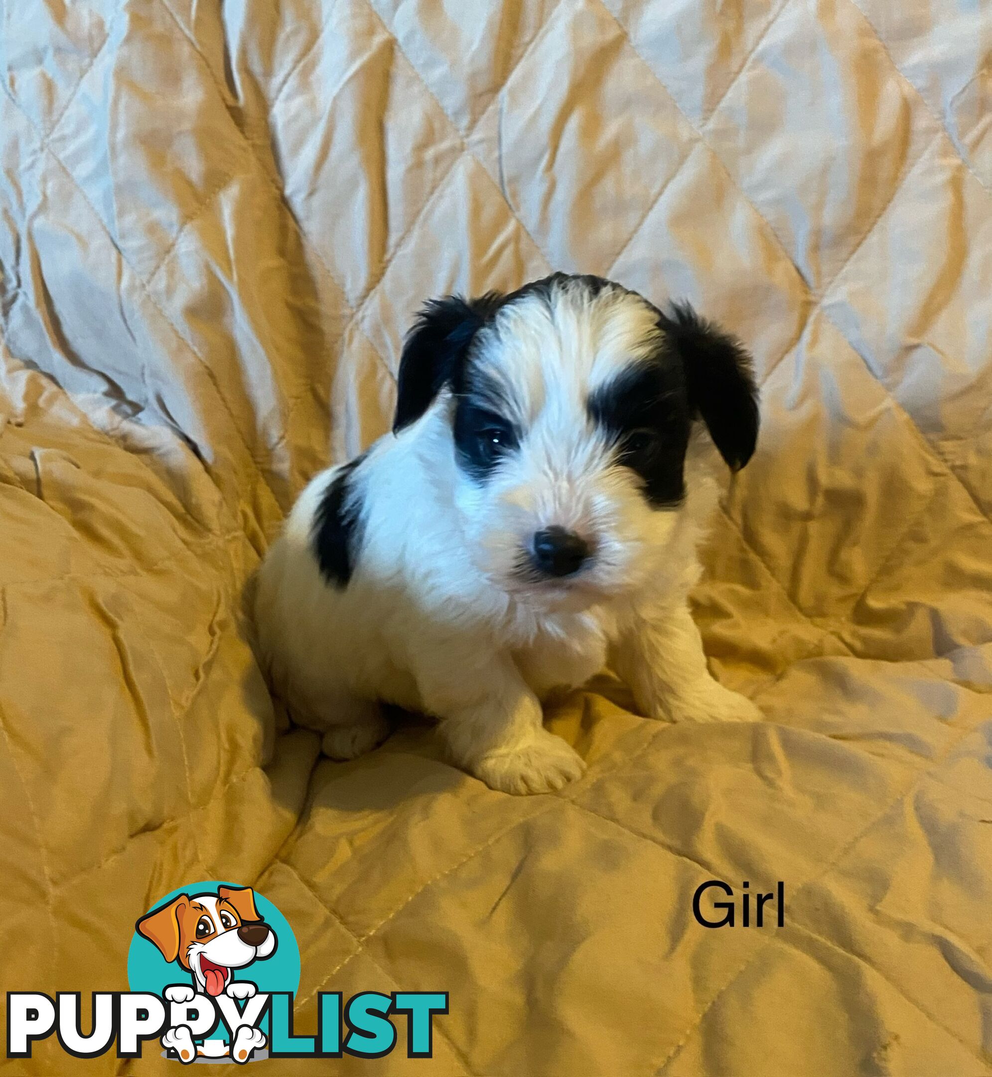 4 Maltese shih tzu x poodle