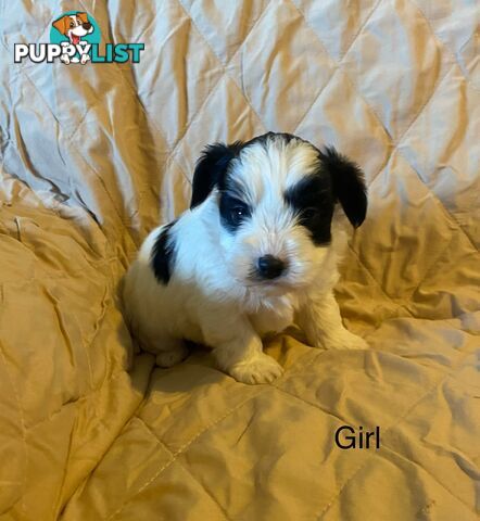 4 Maltese shih tzu x poodle