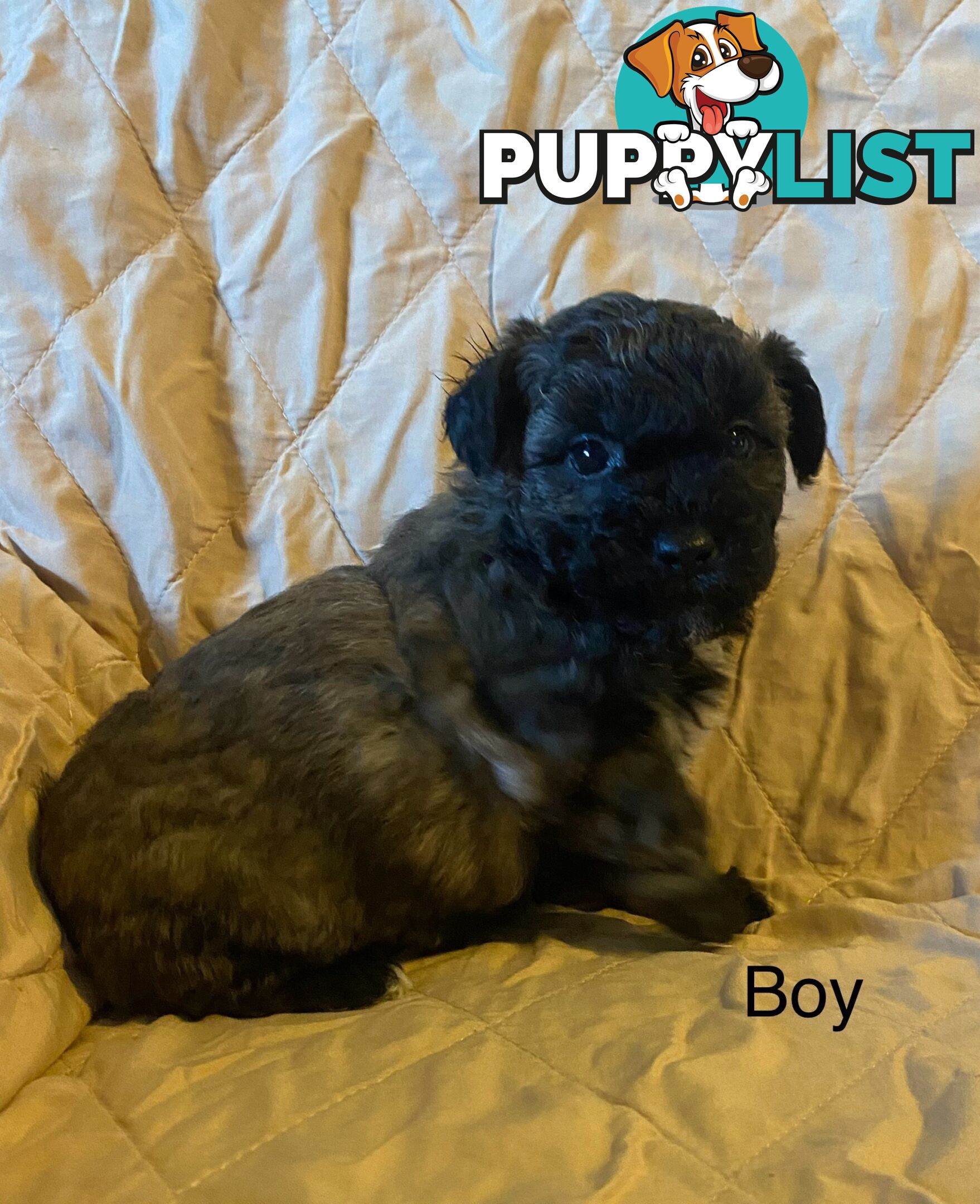 4 Maltese shih tzu x poodle