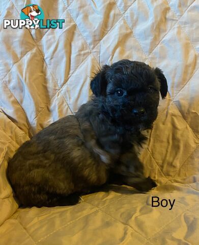 4 Maltese shih tzu x poodle