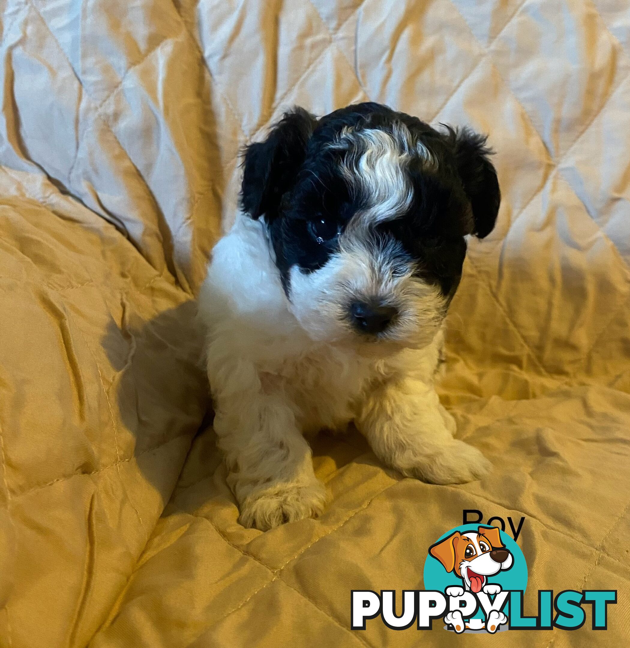 4 Maltese shih tzu x poodle