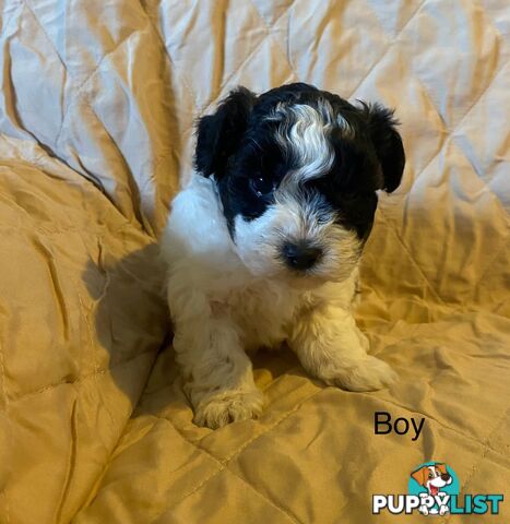 4 Maltese shih tzu x poodle